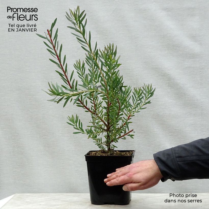 Leucadendron Fireglow Pot de 3L/4L esemplare consegnato in inverno