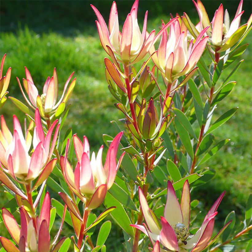 Leucadendron Jack Harre (Fioritura)