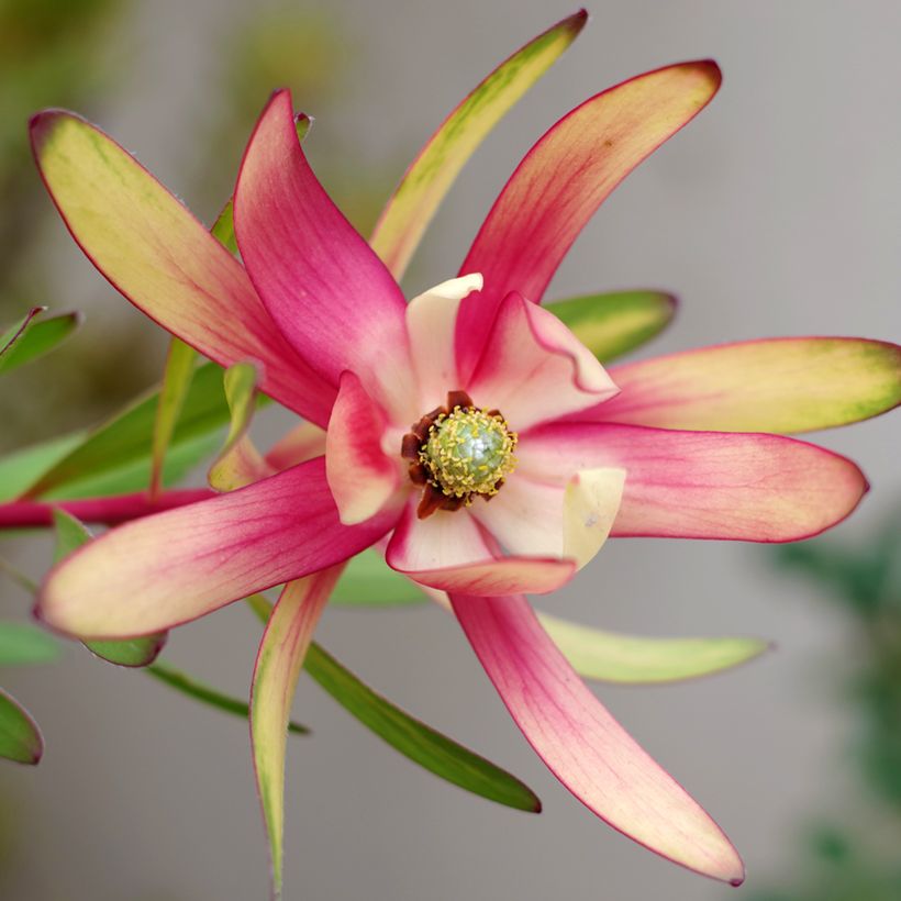 Leucadendron Safari Sunset (Fioritura)