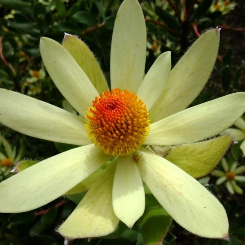 Leucadendron Summer Sun (Fioritura)