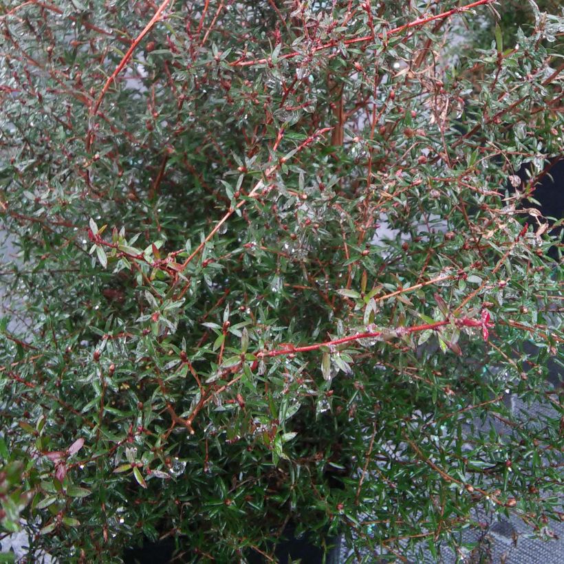 Leucadendron Sundance (Fogliame)