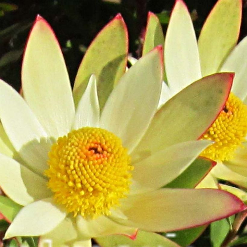 Leucadendron Sundance (Fioritura)