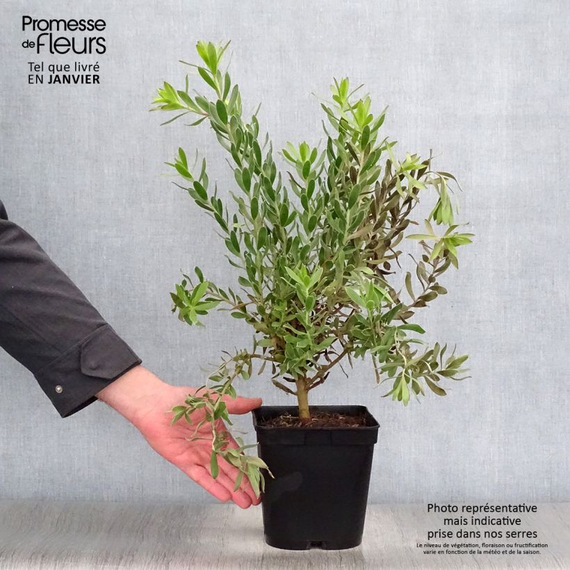 Leucadendron Sundance Pot de 3L/4L esemplare consegnato in inverno