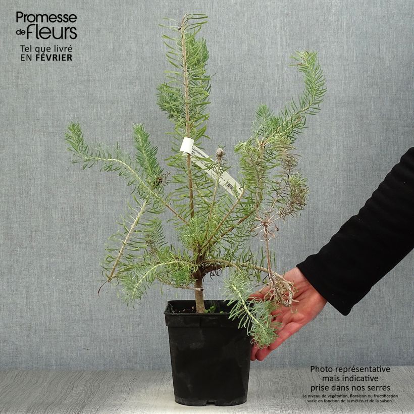 Leucadendron galpinii Carlin  Pot de 3L/4L esemplare consegnato in inverno