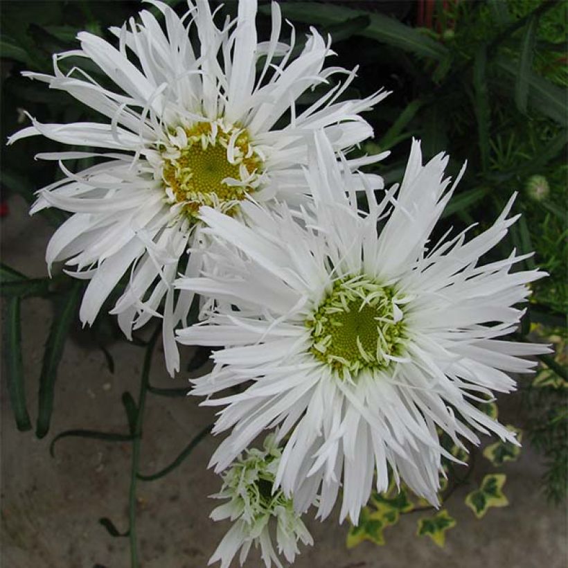 Leucanthemum Aglaia - Margherita (Fioritura)