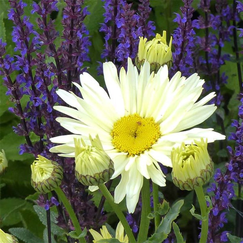 Leucanthemum superbum Banana Cream - Margherita (Fioritura)