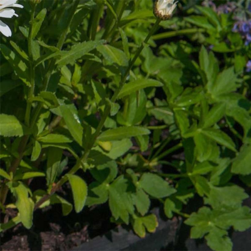 Leucanthemum superbum Kings Crown - Margherita (Fogliame)