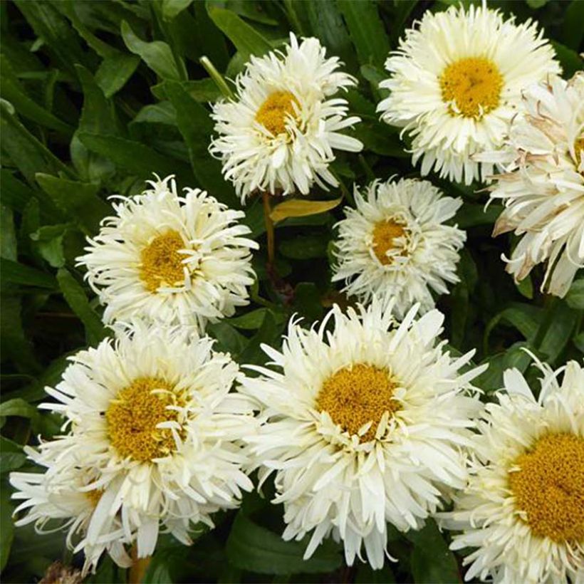 Leucanthemum superbum Kings Crown - Margherita (Fioritura)