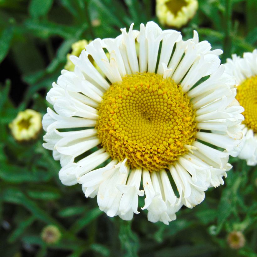 Leucanthemum superbum Real Neat - Margherita (Fioritura)