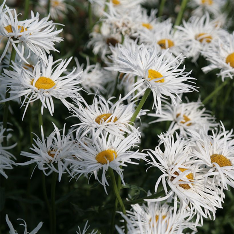 Leucanthemum superbum Shapcott Gossamer - Margherita (Fioritura)