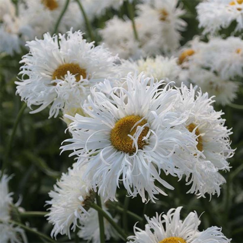 Leucanthemum superbum Shapcott Ruffles - Margherita (Fioritura)