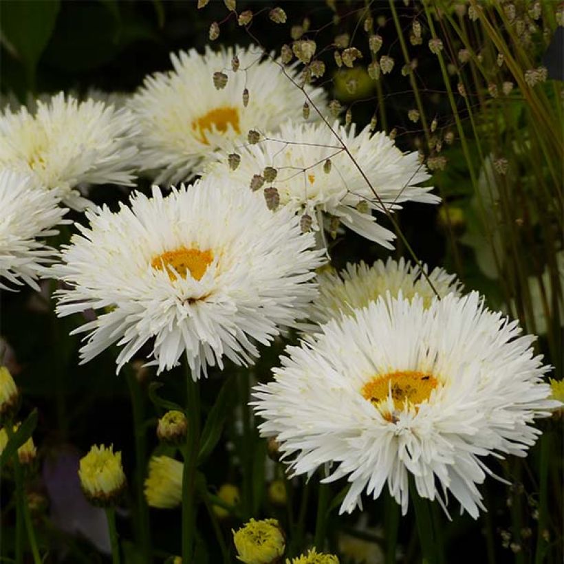 Leucanthemum superbum Shapcott Summer Clouds - Margherita (Fioritura)