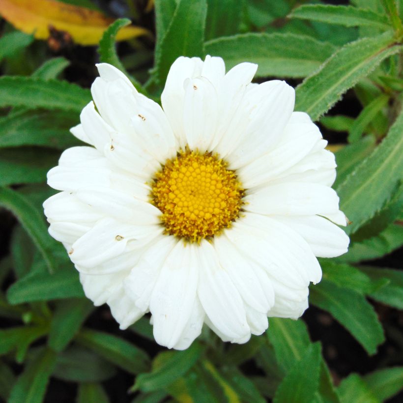 Leucanthemum superbum Victorian Secret - Margherita (Fioritura)