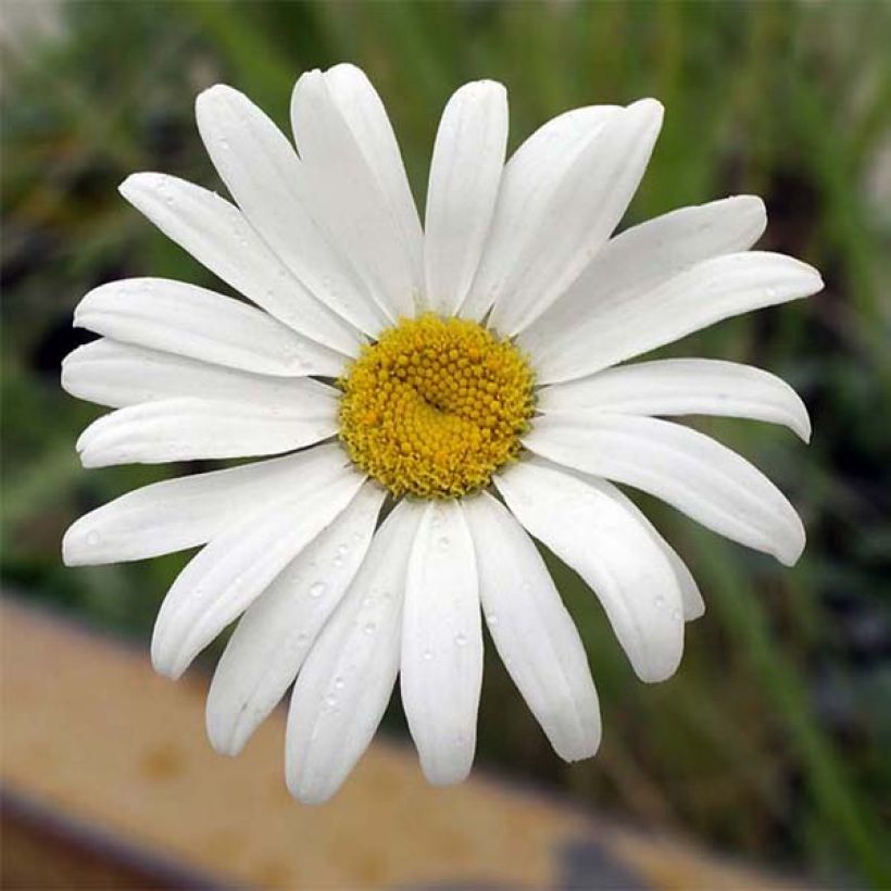 Leucanthemum superbum Etoile d'Anvers - Margherita (Fioritura)