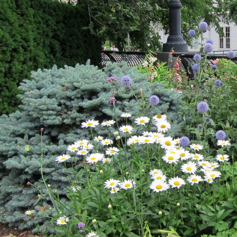 Leucanthemum superbum Becky - Margherita (Porto)