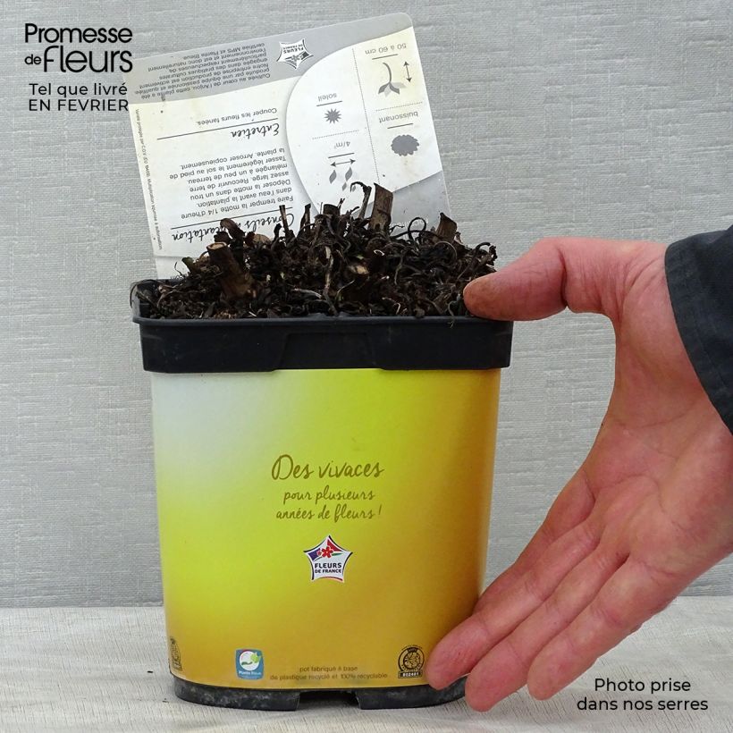 Leucanthemum superbum Broadway lights - Grande marguerite en pot de 2/3L Pot de 2L/3L esemplare consegnato in inverno