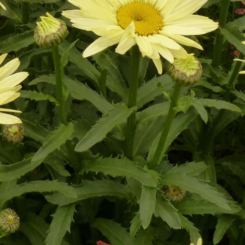 Leucanthemum superbum Broadway lights - Margherita (Fogliame)