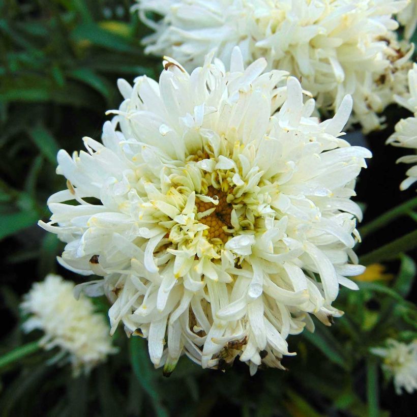 Leucanthemum superbum Engelina - Margherita (Fioritura)