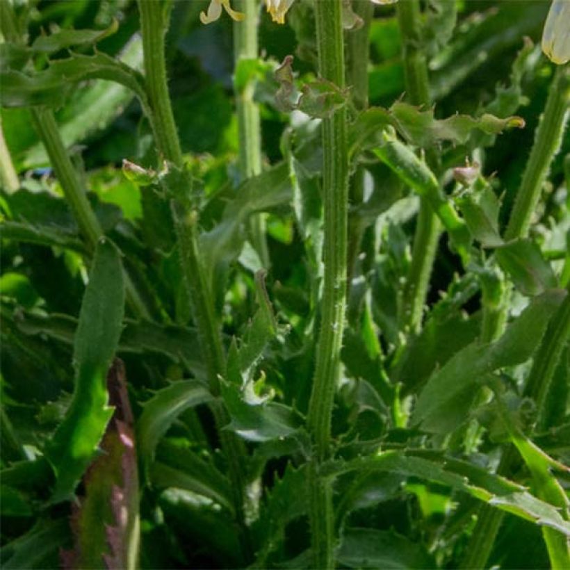 Leucanthemum superbum Goldfinch - Margherita (Fogliame)