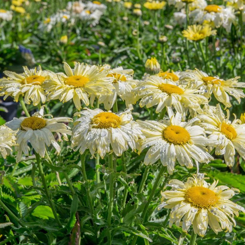 Leucanthemum superbum Goldfinch - Margherita (Porto)