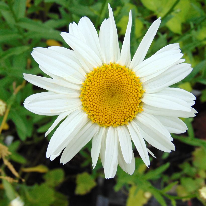 Leucanthemum superbum Gruppenstolz - Margherita (Fioritura)