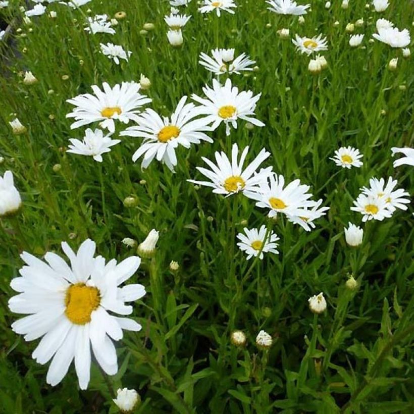 Leucanthemum superbum Polaris - Margherita (Porto)