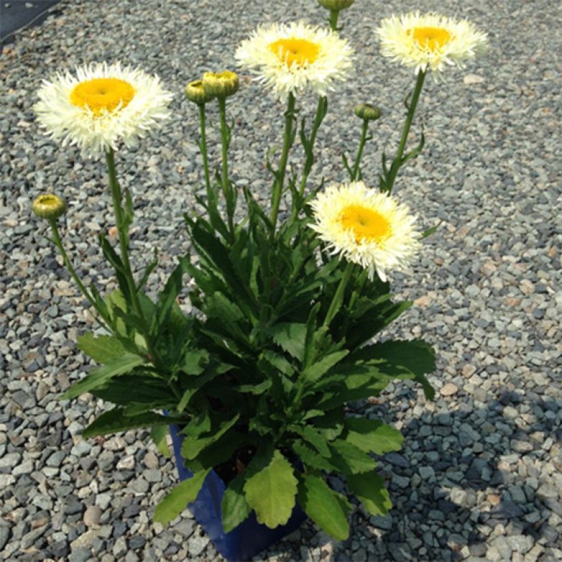 Leucanthemum superbum Real Glory - Margherita (Porto)