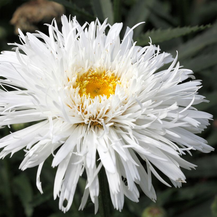 Leucanthemum superbum Snehurka - Margherita (Fioritura)