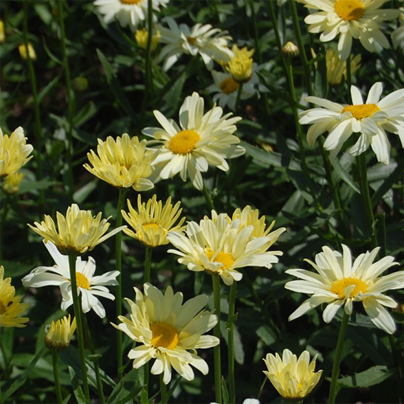 Leucanthemum superbum Sonnenschein - Margherita (Fioritura)