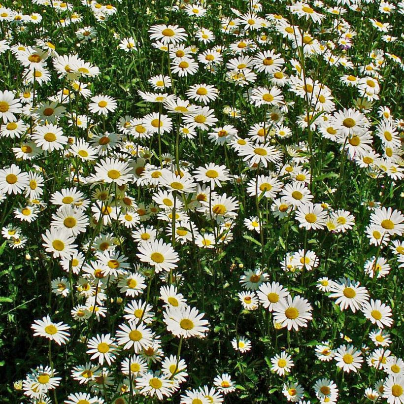 Leucanthemum vulgare - Margherita comune (Fioritura)