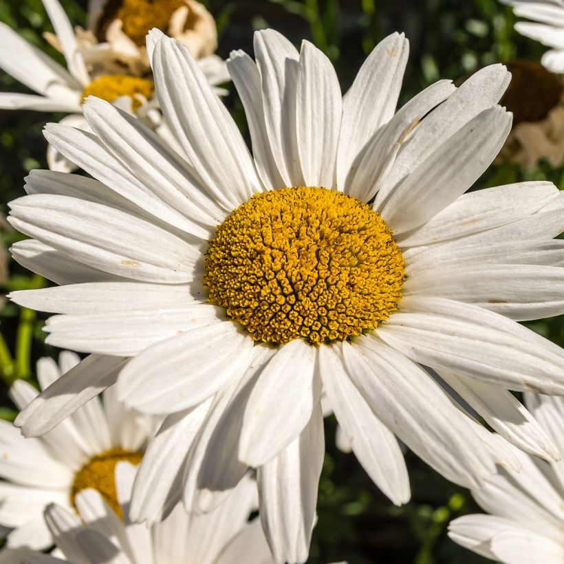 Leucanthemum superbum Brightside - Margherita (Fioritura)