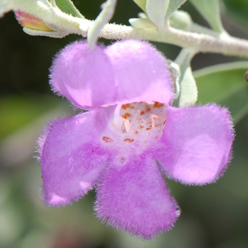 Leucophyllum frutescens - Leucofillo (Fioritura)