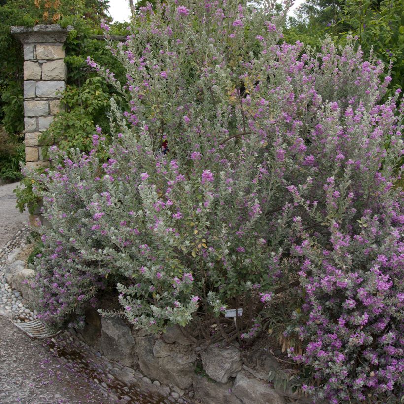 Leucophyllum frutescens - Leucofillo (Porto)