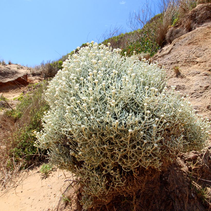 Calocephalus brownii - Leucophyta browni (Porto)