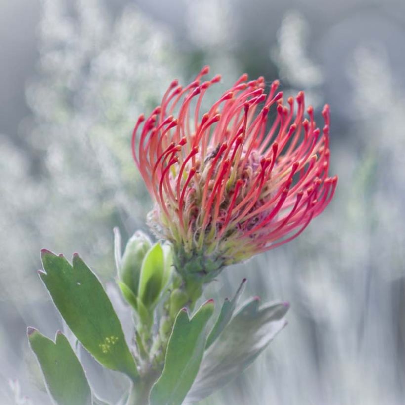 Leucospermum Ayoba Red (Fioritura)