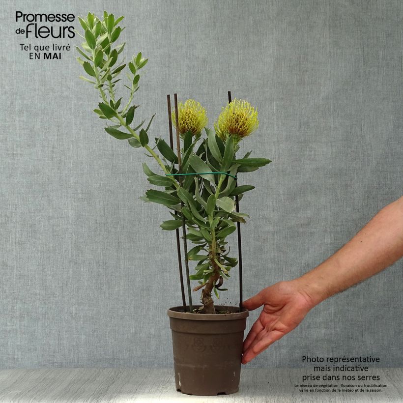 Leucospermum Copper Carnival - Pelote d'épingles Pot de 2L/3L esemplare consegnato in primavera