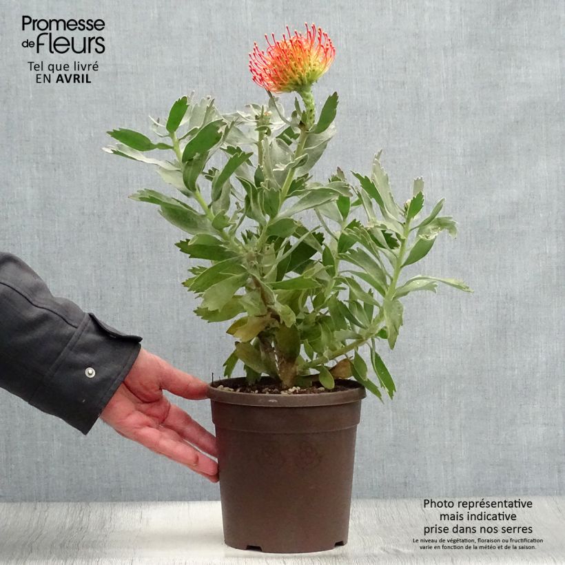 Leucospermum Carnival Red - Pelote d'épingles Pot de 2L/3L esemplare consegnato in inverno