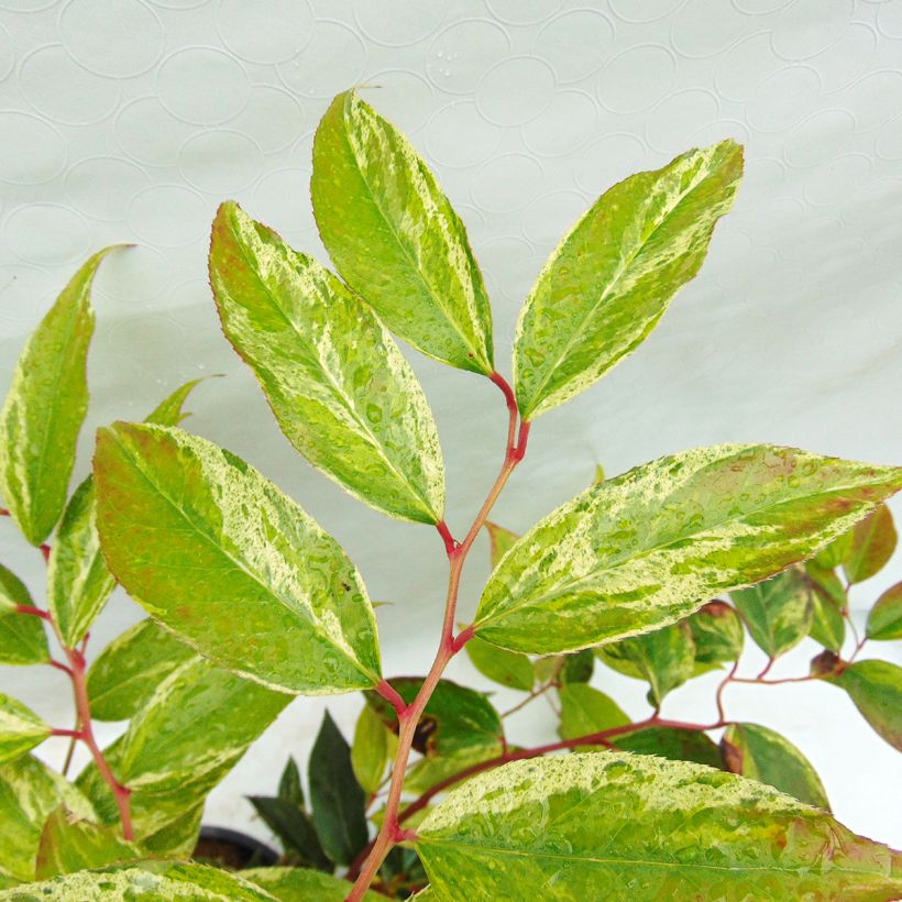 Leucothoe fontanesiana Rainbow (Fogliame)