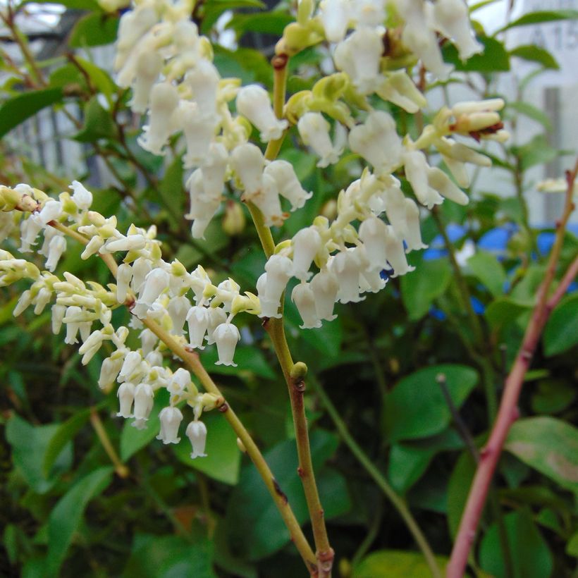 Leucothoe fontanesiana Rainbow (Fioritura)