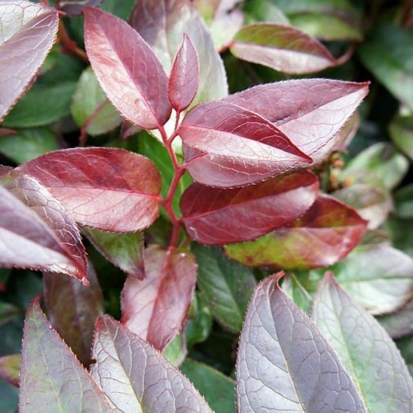 Leucothoe fontanesiana Zebonard (Fogliame)