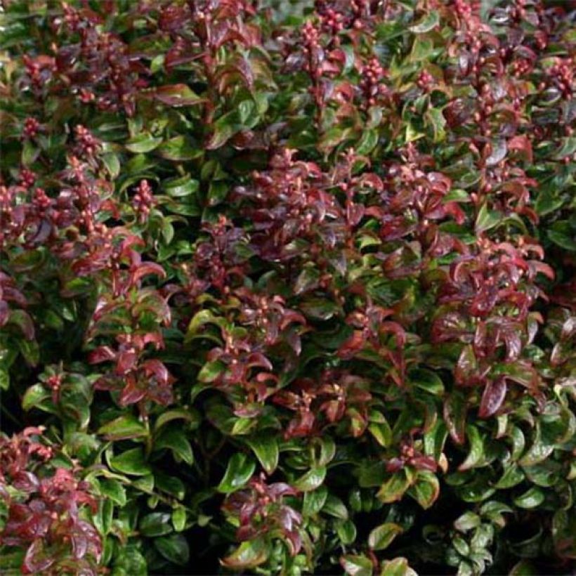 Leucothoe axillaris Twisting Red (Fogliame)