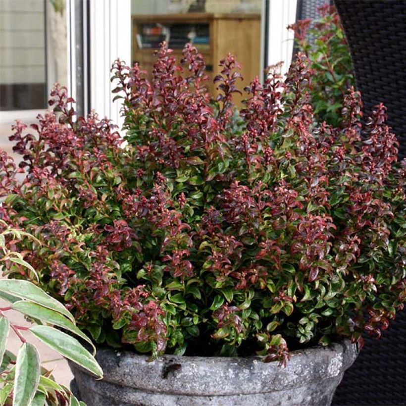 Leucothoe axillaris Twisting Red (Porto)