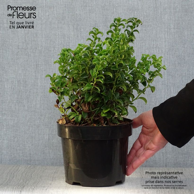 Leucothoe axillaris Twisting Red Pot de 3L/4L esemplare consegnato in inverno