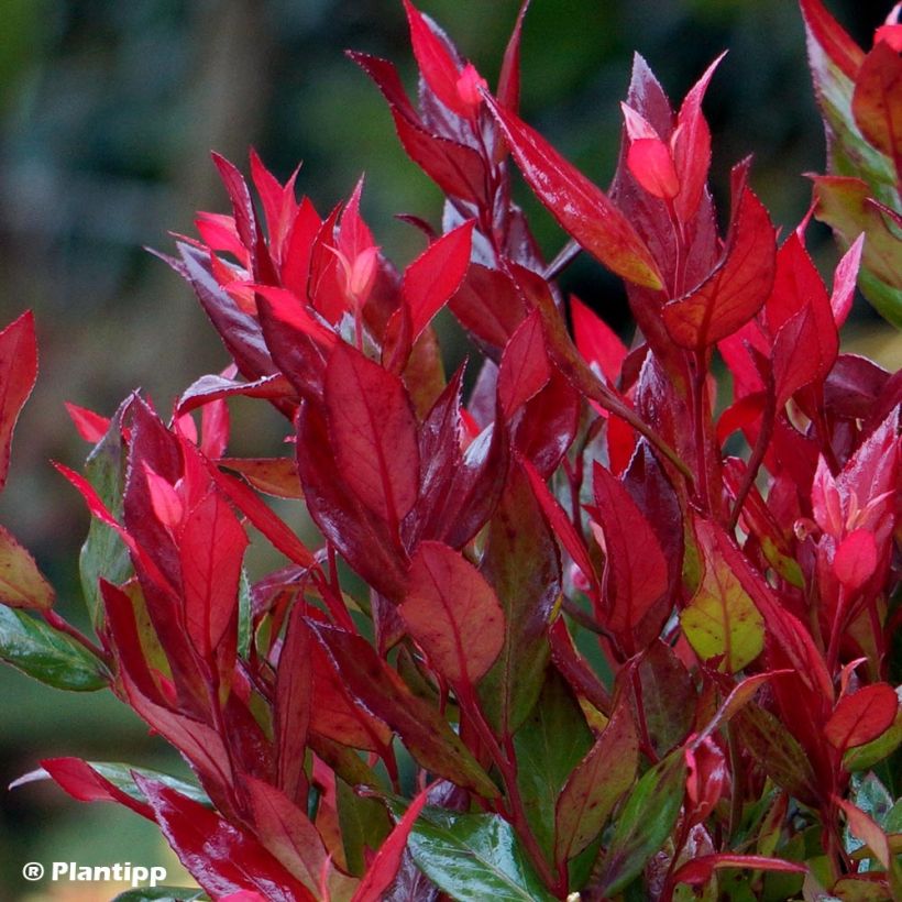 Leucothoe fontanesiana Little Flames (Fogliame)