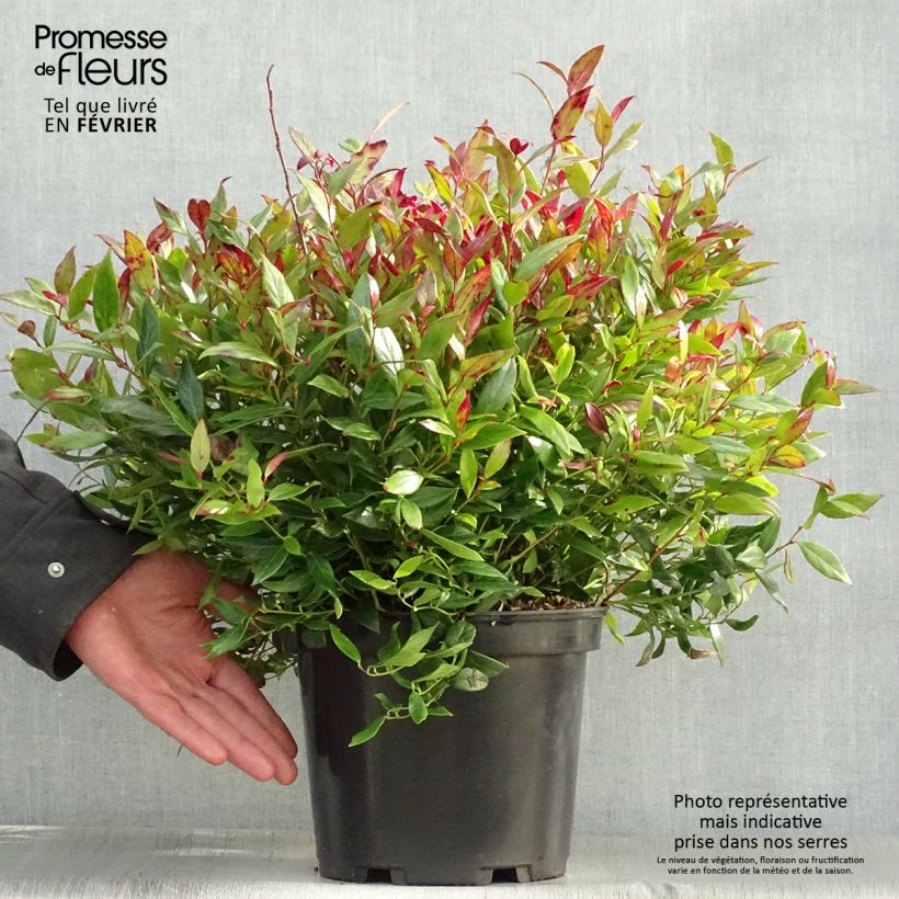 Leucothoe fontanesiana Little Flames Pot de 4L/5L esemplare consegnato in inverno