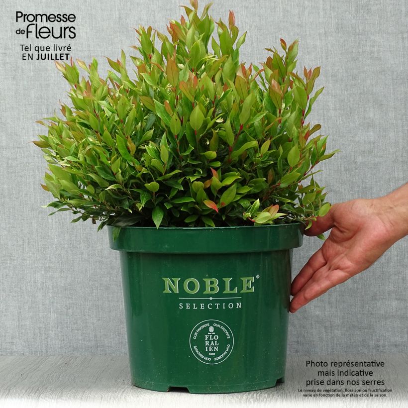 Esemplare di Leucothoe fontanesiana Little Flames en pot de 7,5l/10l consegnato in estate