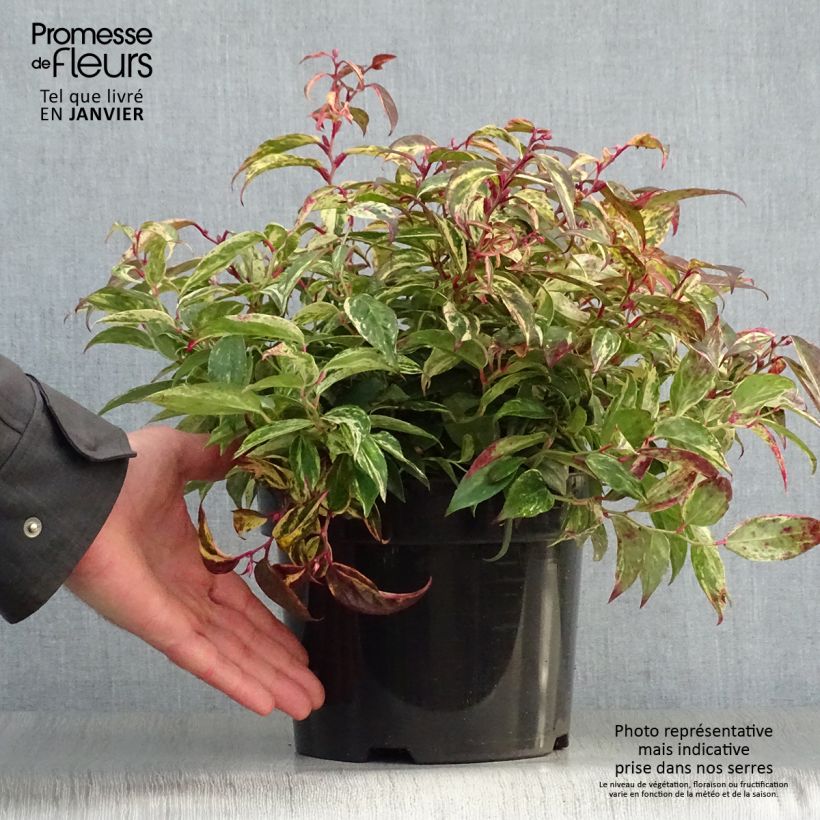 Leucothoe fontanesiana Makijaz Pot de 3L/4L esemplare consegnato in inverno