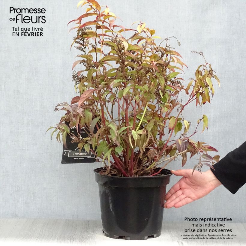 Leucothoe fontanesiana Rainbow en pot de 7,5L/10L esemplare consegnato in inverno