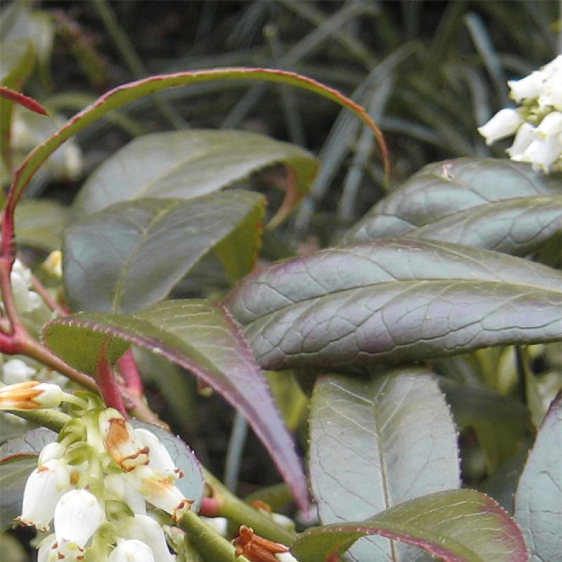 Leucothoe fontanesiana Scarletta (Fogliame)