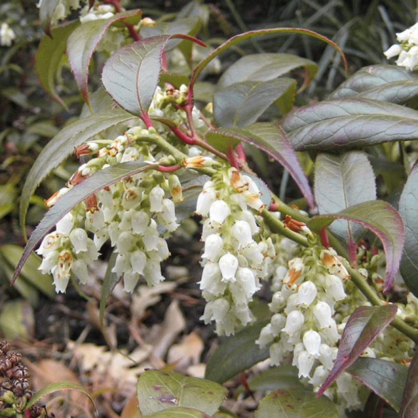 Leucothoe fontanesiana Scarletta (Fioritura)